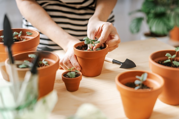 Jardineros mujer planta en maceta