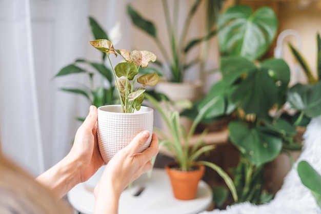 Jardineros de mujer con planta