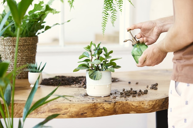 Jardineros mujer regando la planta en macetas de cerámica de mármol sobre la mesa de madera blanca.