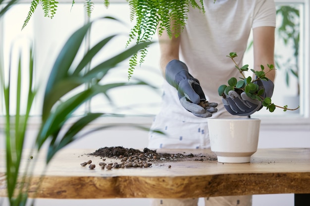 Jardineros mujer trasplante de plantas en macetas de cerámica en la mesa de madera de diseño. Concepto de jardín en casa. Tiempo de primavera. Interior elegante con muchas plantas. Cuidando las plantas caseras. Plantilla.