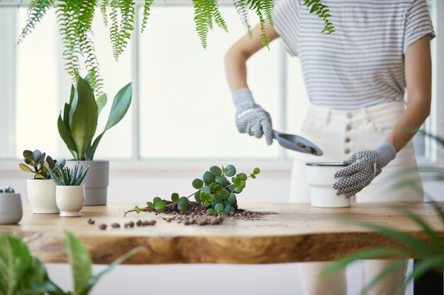 Jardineros mujer trasplante de plantas en macetas de cerámica en la mesa de madera de diseño.