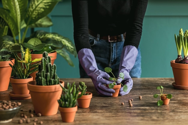 Jardineros mujer trasplante de plantas en macetas de cerámica sobre la mesa de madera vieja. Concepto de jardín en casa. Tiempo de primavera. Florecer. Interior elegante con muchas plantas. Cuidando las plantas caseras.