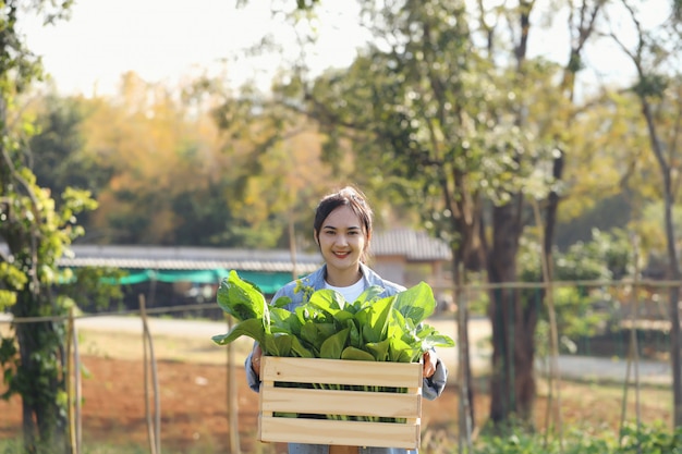 Jardineros orgánicos mujeres jóvenes recogen verduras en cajas de madera para entregar a los clientes por la mañana.