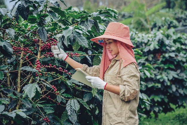 Jardineros que sostienen un cuaderno y están estudiando cafetos, granos de café y cosecha.