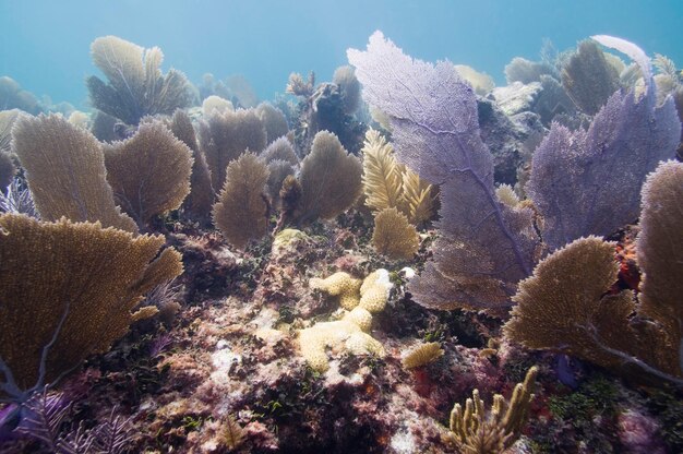 Jardines de coral