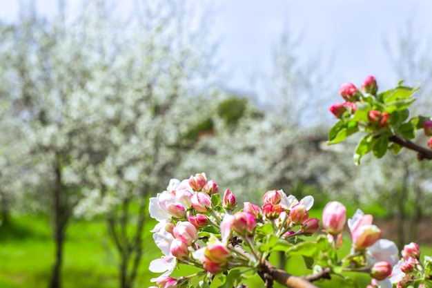 Jardines florecientes en flores rosas primaverales de un manzano sobre un fondo borroso de árboles frutales