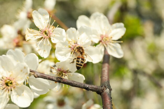 Jardines florecientes en primavera, árbol floreciente de la primavera. Soleado día de primavera