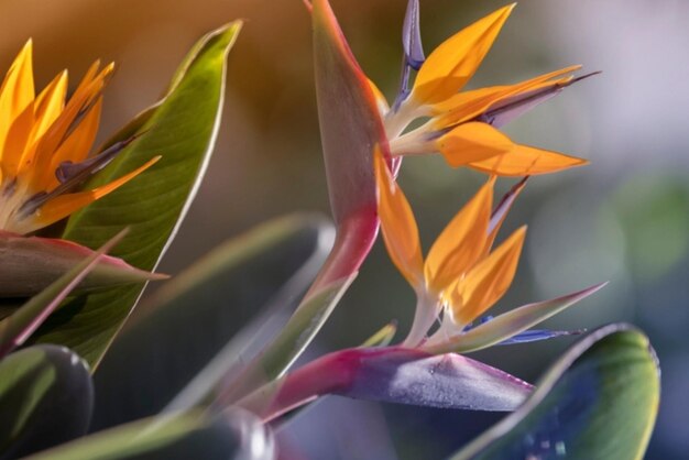 Foto jardines de primavera con flores en flor variedades botánicas de flores de strelitzia jardín de flores