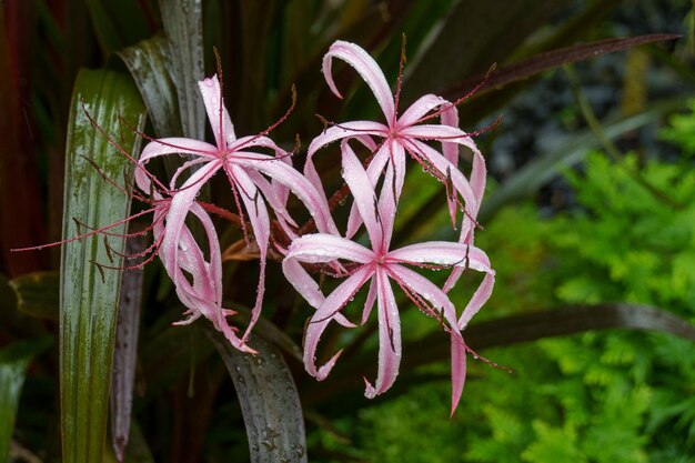 Foto jardines de singapur