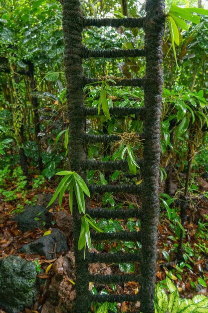 Foto jardines de singapur