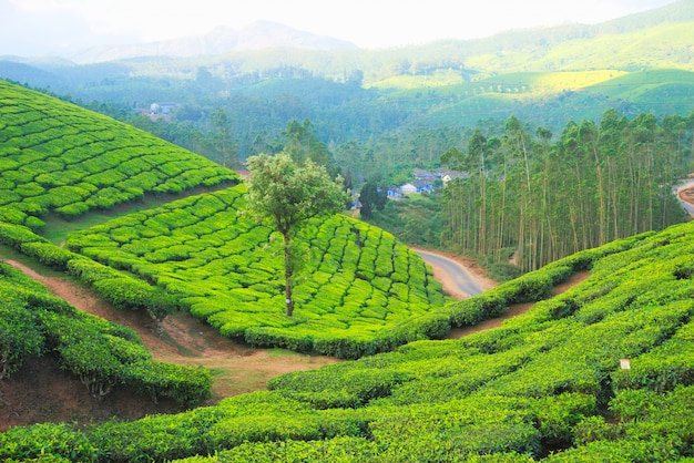 jardines de té