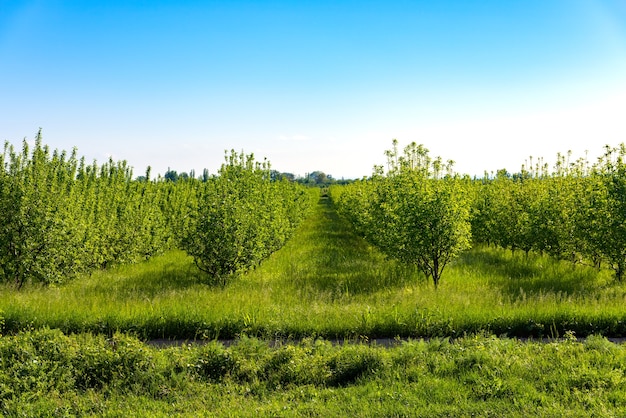 Jardins agrícolas verdes