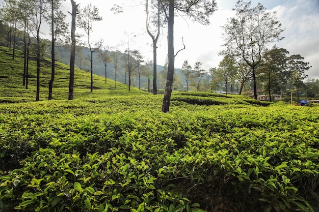 Jardins de chá na luz da manhã. Kandy, Sri Lanka