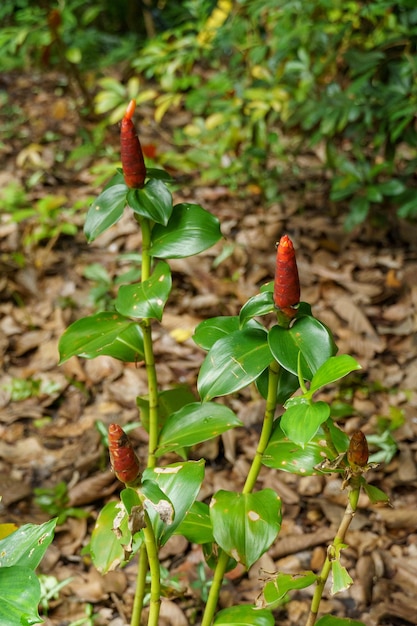 Foto jardins de cingapura