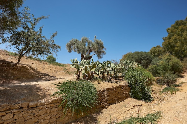 Jardins de Kolymbethra ou Vale dos Templos Jardino della Kolymbethra Sicília Itália