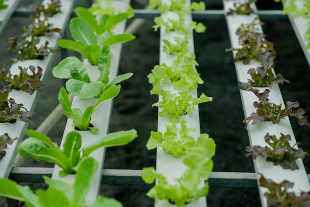 Jardins de legumes orgânicos jardins hidropônicos legumes e alimentação saudável
