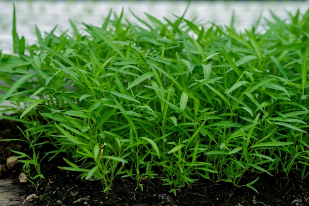 Foto jardins de legumes orgânicos jardins hidropônicos legumes e alimentação saudável