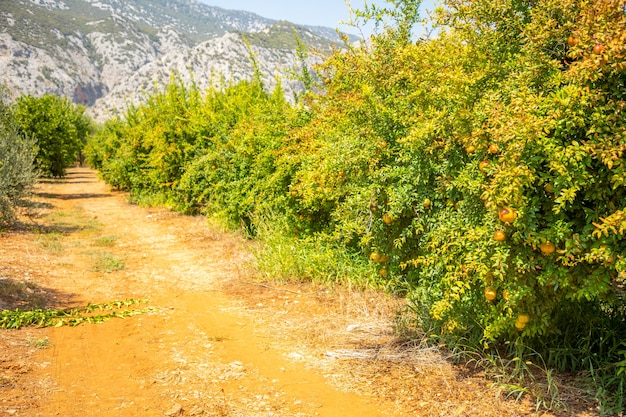 Jardins de romãs perto da Caverna Karain em Antalya, Turquia