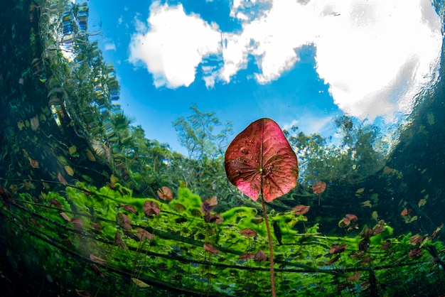 Foto jardins subaquáticos e plantas aquáticas em cenotes mergulho em cavernas no méxico