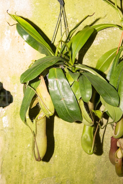 Jarra de plantas carnívoras. Planta tropical. planta de jarra atrapamoscas tropical, especies de nepenthes