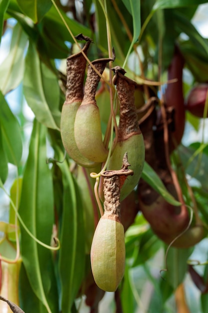 Jarra plantas planta carnívora en un árbol