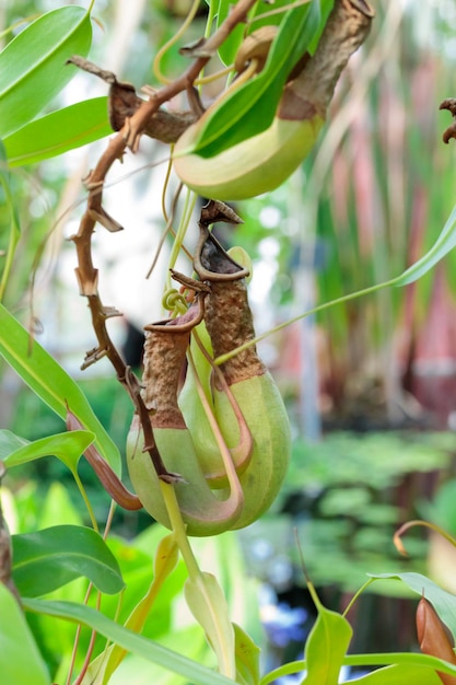 Jarra plantas planta carnívora en un árbol