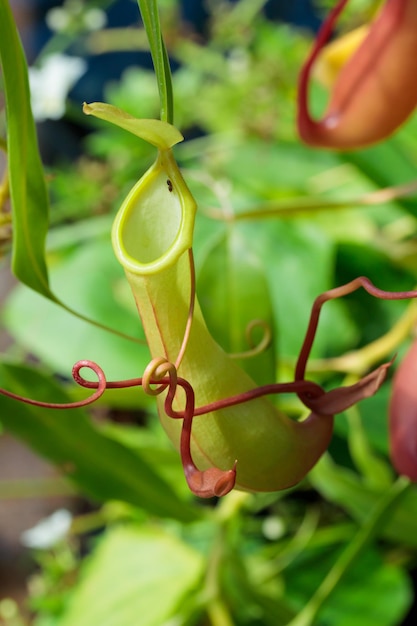 Jarra plantas planta carnívora en un árbol