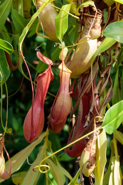 Jarro planta planta carnívora em uma árvore