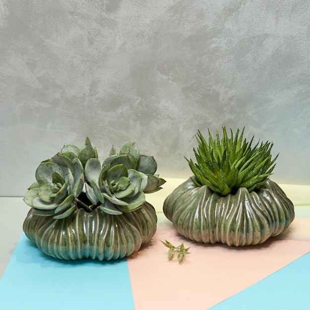 Jarrón de cerámica decorativo. Elegante diseño de interiores para el hogar. Plantas suculentas y cactus en maceta.