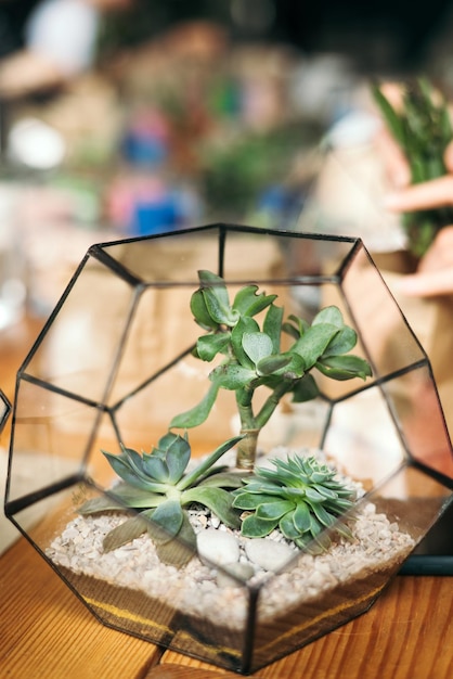 Jarrón florario de vidrio con plantas suculentas sobre fondo de madera Pequeño jardín con plantas en miniatura