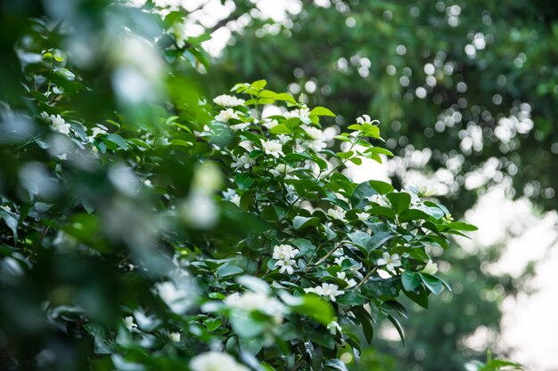 Jasmim alaranjado na árvore, cheiro agradável da flor branca no jardim.