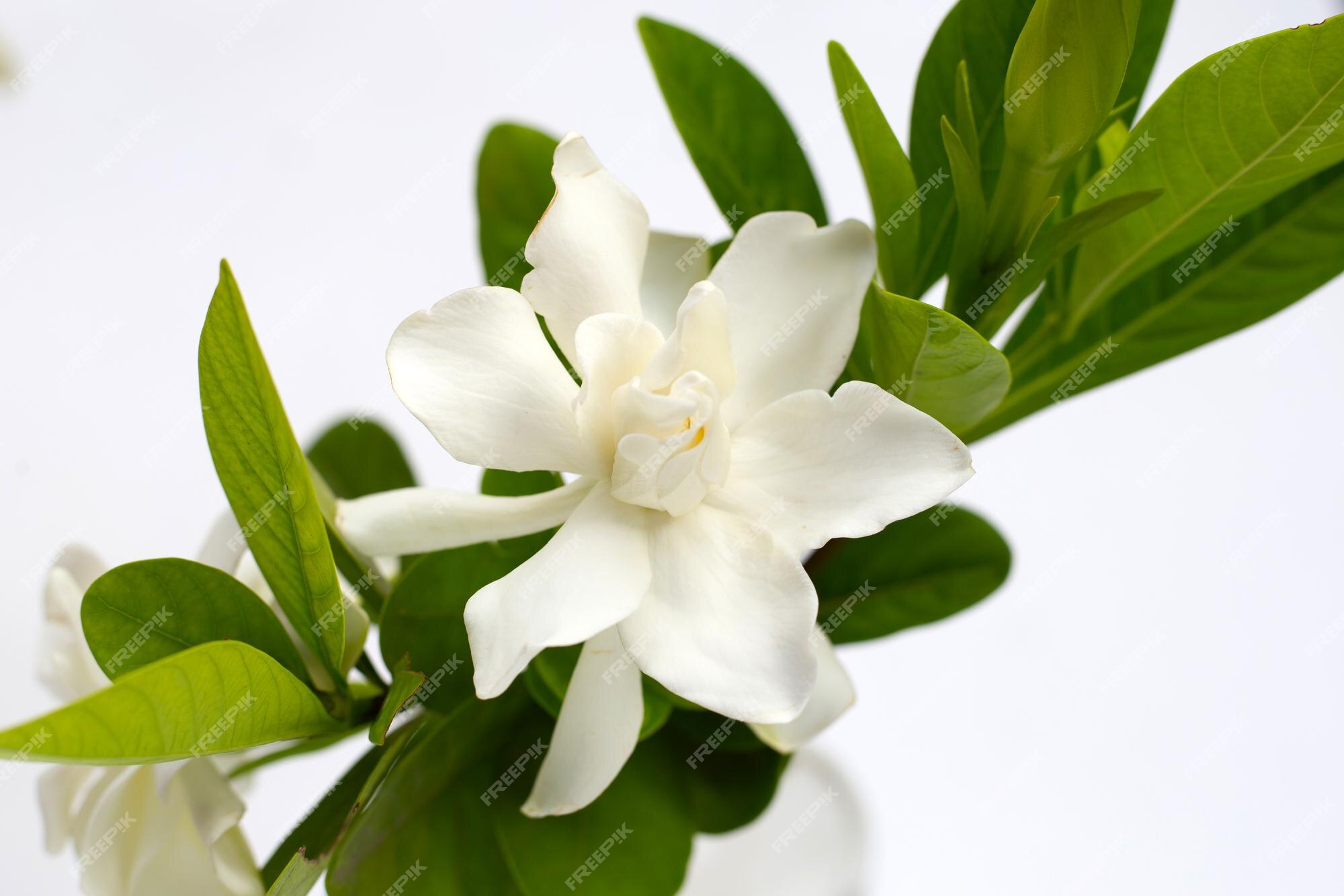 Jasmim do cabo ou flor de gardênia do jardim | Foto Premium