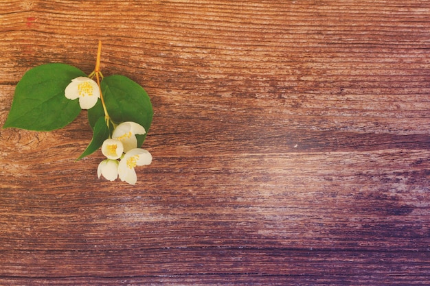 Jasmin frische Blumen und Blätter Zweig auf Holztisch retro getönt