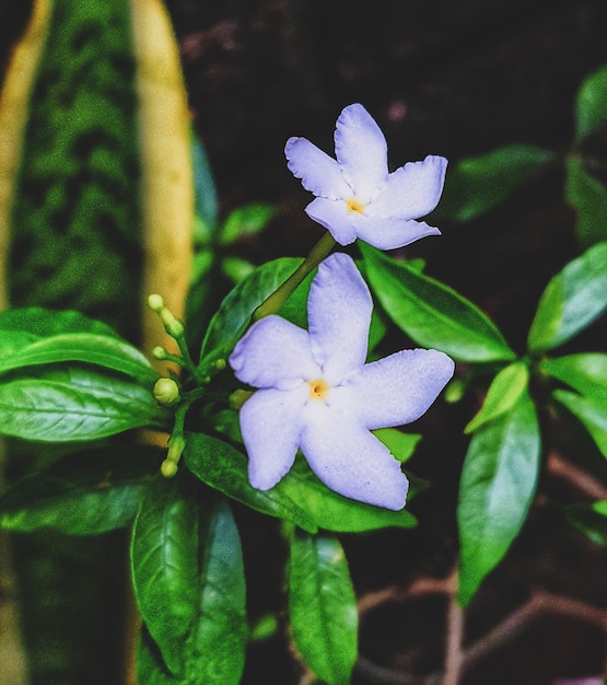 Jasmin ist eine Zierblumenpflanze in Form eines aufrechten Strauchs, der jahrelang lebt