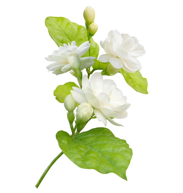 Jasminblüte isoliert auf weißem Hintergrund mit Beschneidungspfad Symbol des Muttertags in Thailand