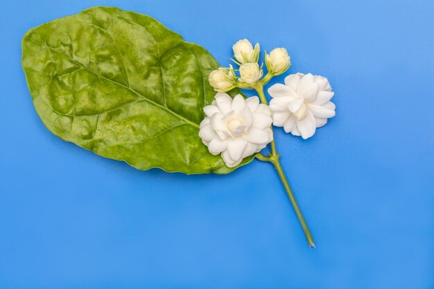 Jasminblüte über blauem Hintergrund Draufsichtbild