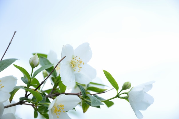 Jasminblüten an den Zweigen