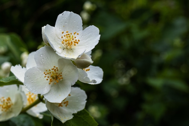 Jasminblüten auf grünem Hintergrund