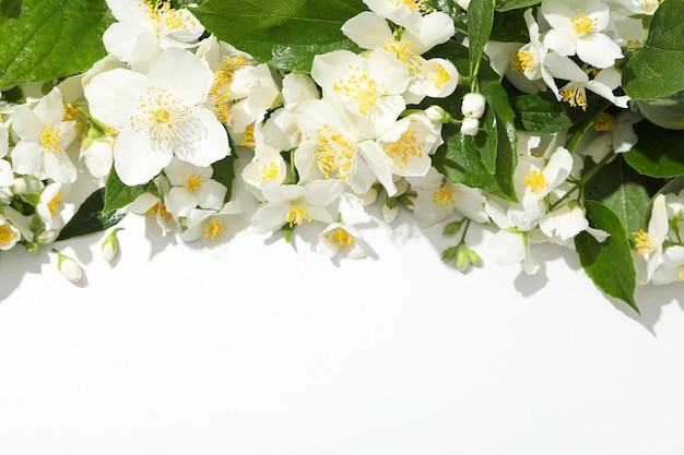 Jasminblüten auf weißem Hintergrund, Platz für Text