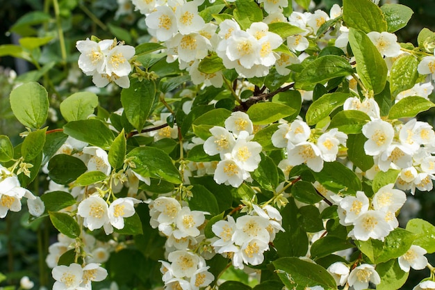 Jasminblüten blühen im Sommer