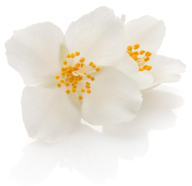 Foto jasminblüten isoliert auf weißem hintergrundausschnitt