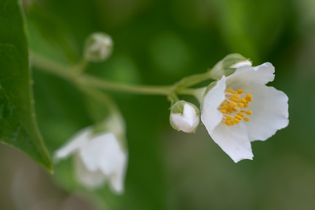 Jasminblüten schließen sich