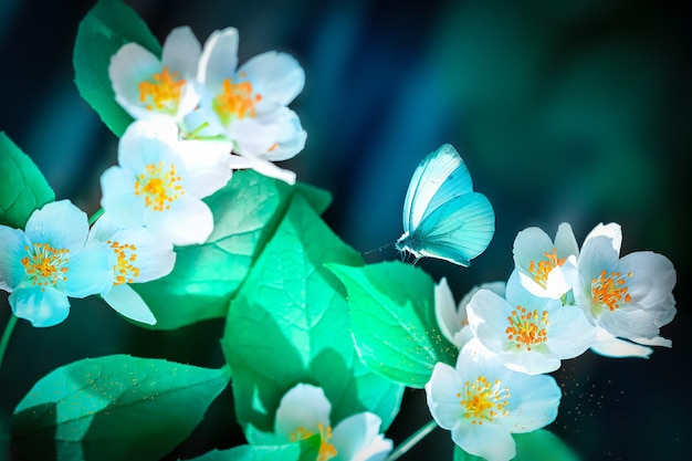 Jasminblüten und Schmetterling im Frühlingssommergarten