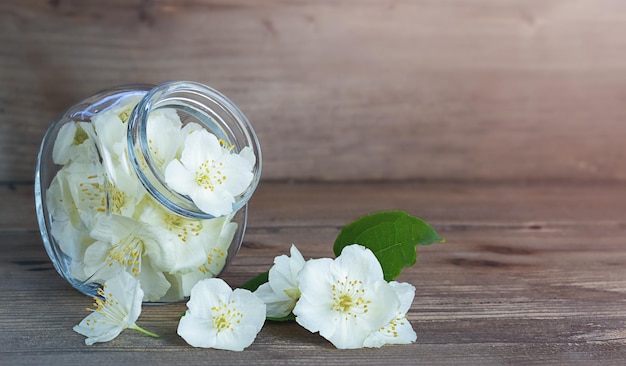 Jasminblüten werden in einem Glas gesammelt