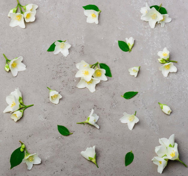 Foto jasminblütenmuster-draufsicht, flache lage