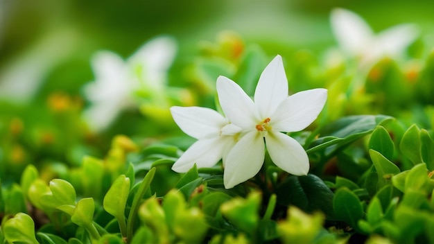 Jasminblume auf dem Grün