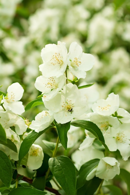 Jasminblume, die auf dem Busch im Blumenhintergrund des Gartens wächst