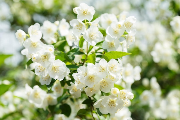 Jasminblumen in einem Garten