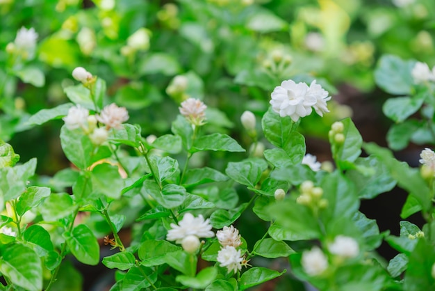 Jasminblumen in einem Garten