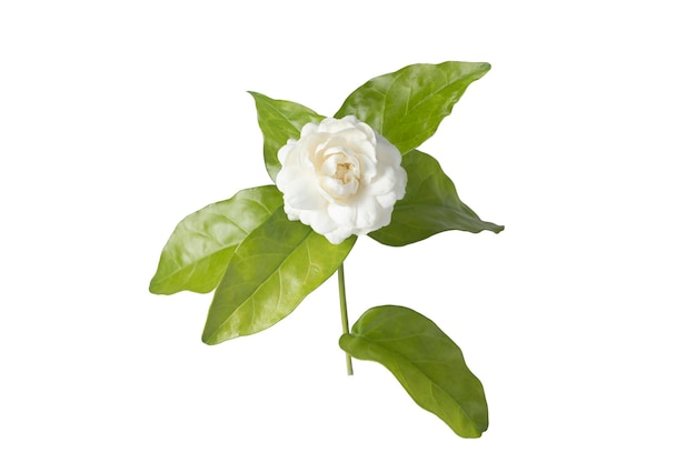Jasminblumen lokalisiert auf weißem Hintergrund